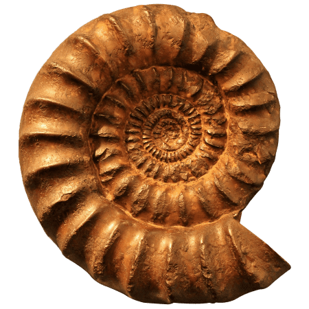 Ammonit Fossil